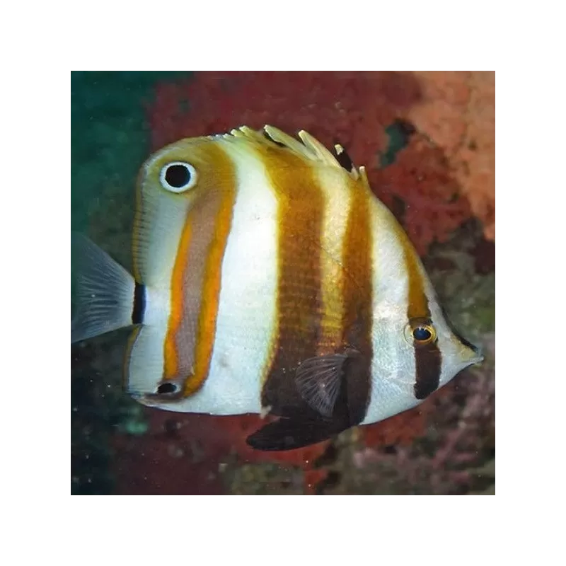 coradion melanopus coradion melanopus