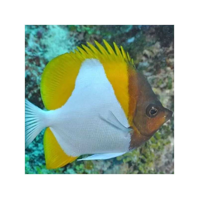 hemitaurichthys polyepis hemitaurichthys polyepis