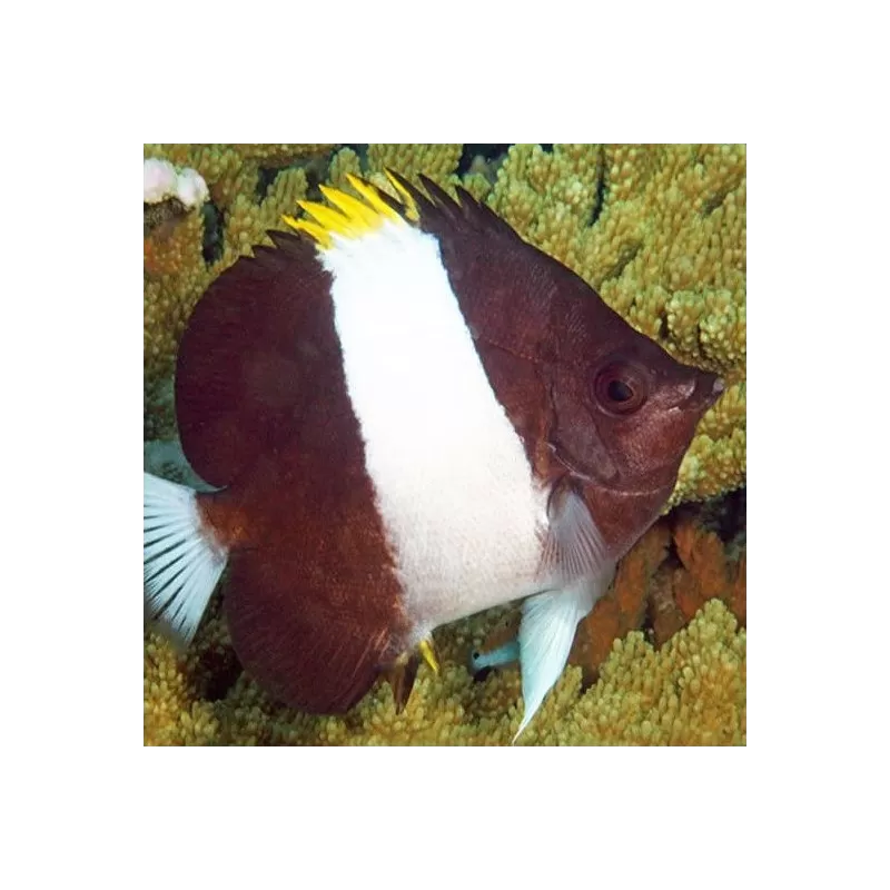 Hemitaurichthys Zoster Hemitaurichthys Zoster