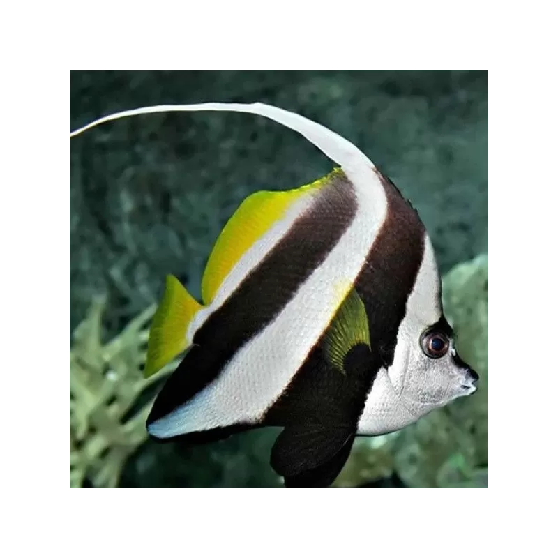 heniochus acuminatus L heniochus acuminatus L