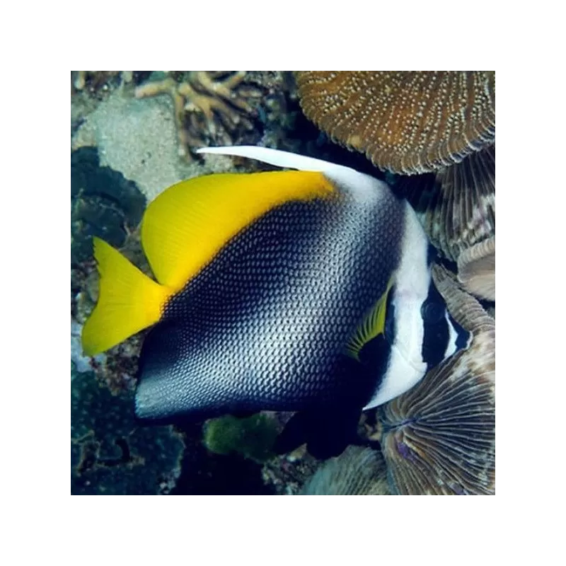 heniochus singularius M heniochus singularius M