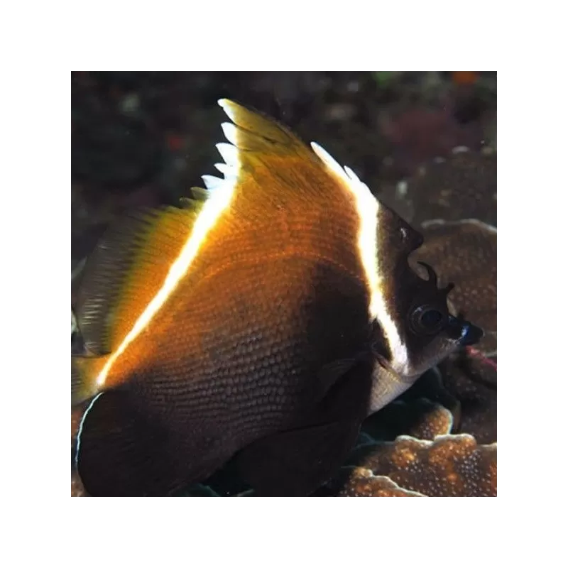 Heniochus Varius M