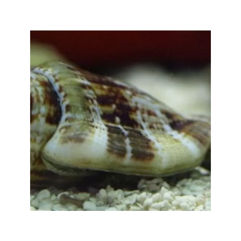 Strombus gibberulus