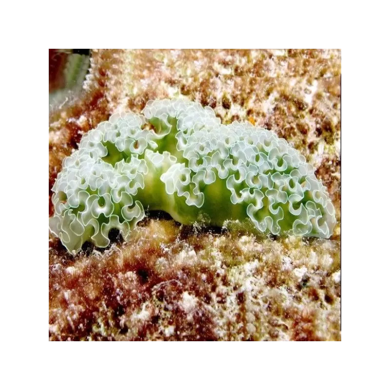 Elysia Crispata Elysia Crispata
