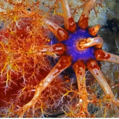  Pseudocolochirus Violaceus 