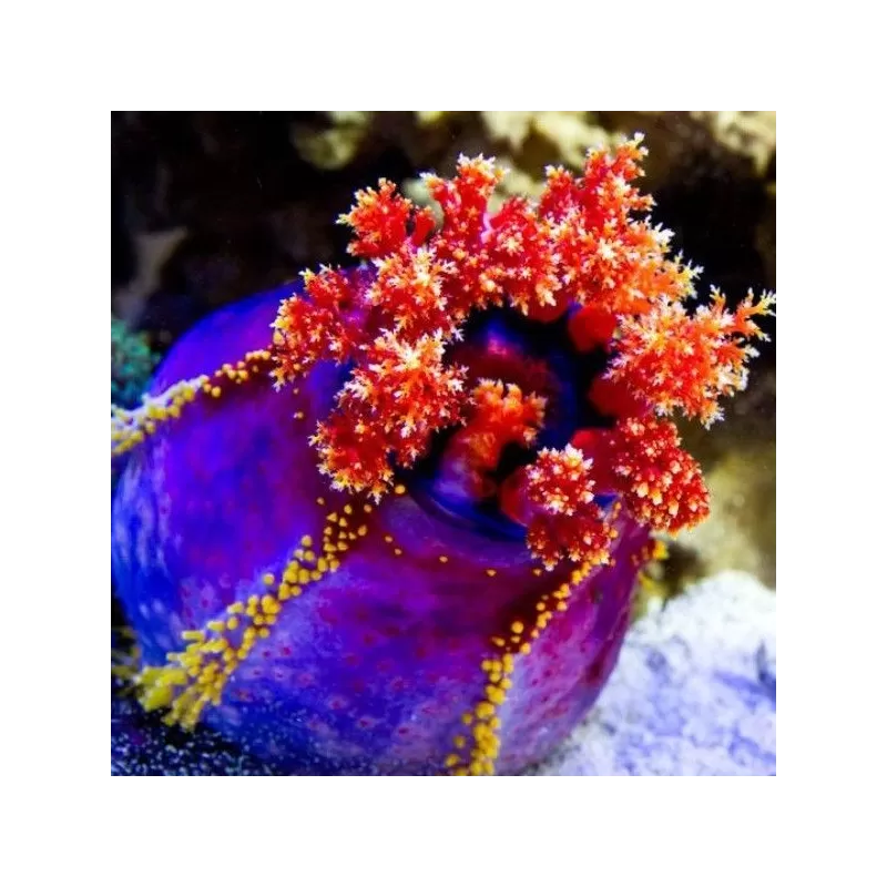 Pseudocolochirus Violaceus Pseudocolochirus Violaceus