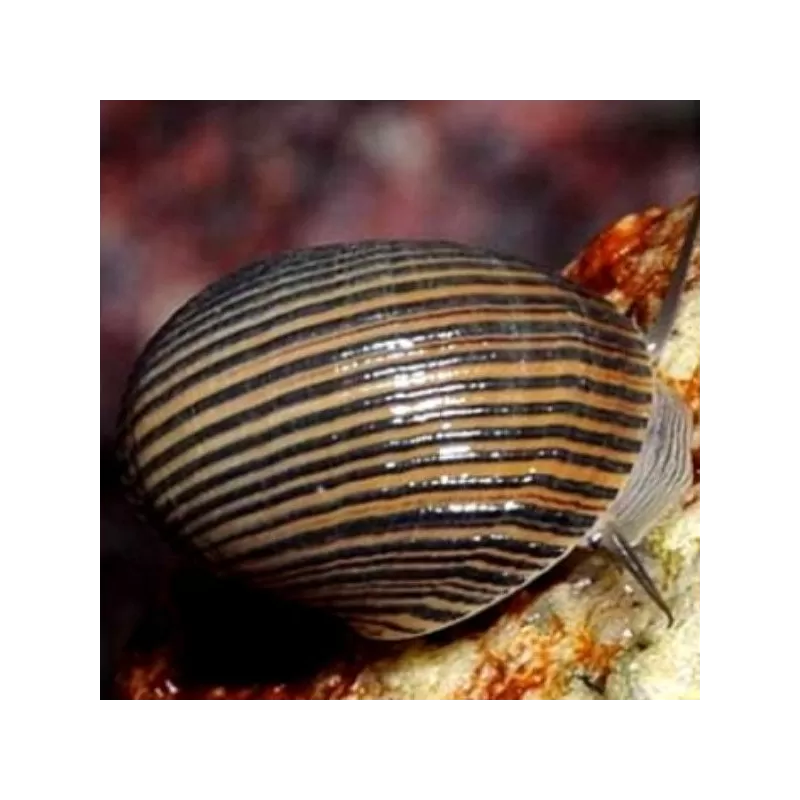 Nerita sp