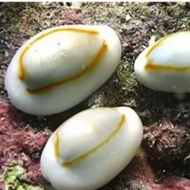 Erosia Annulus