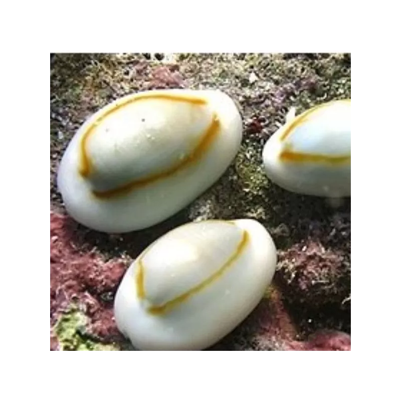 erosia annulus erosia annulus