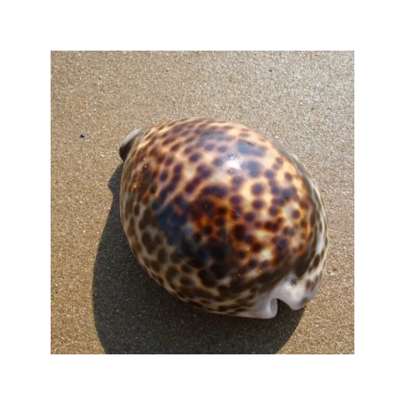 Cypraea sp. Cypraea sp.