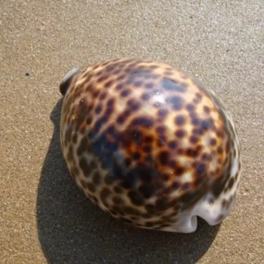 Cypraea sp groß