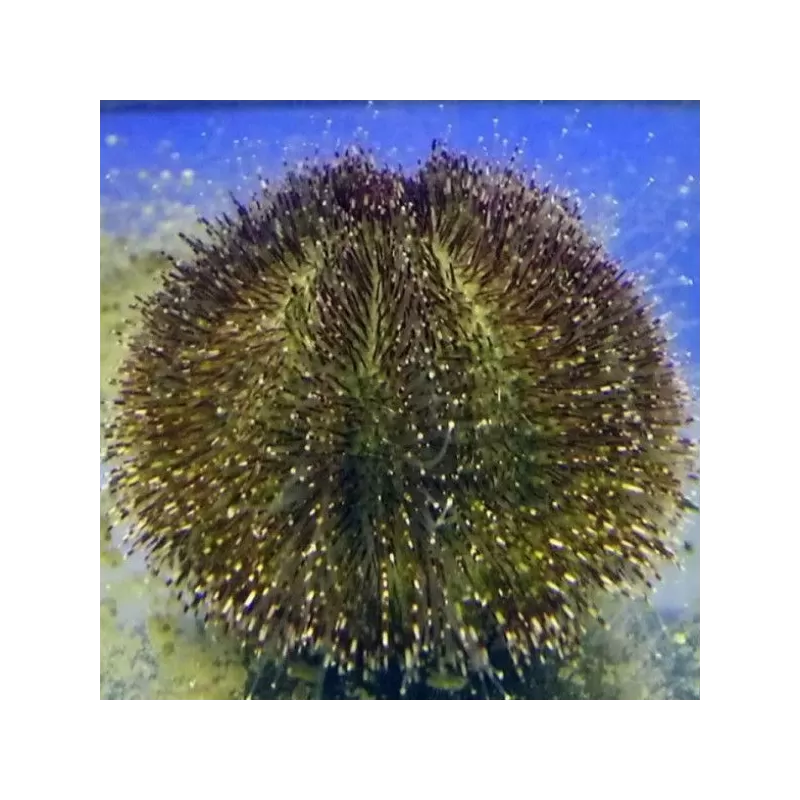 Anthocidaris Crissipinina Anthocidaris Crissipinina