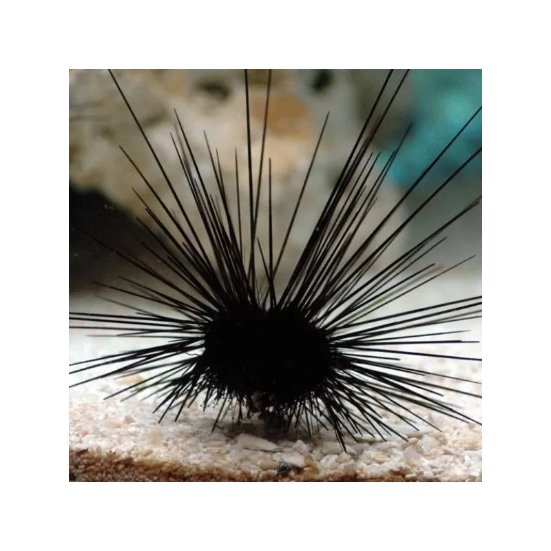 Diadema Antillarum Diadema Antillarum