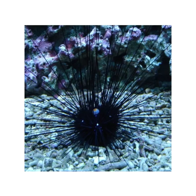 diadema setosum diadema setosum