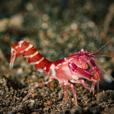 Alpheus Armatus