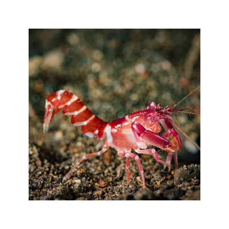 Alpheus Red (symbiose) Alpheus Red (symbiose)
