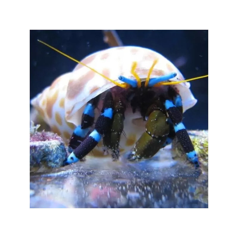 Calcinus Elegans Calcinus Elegans