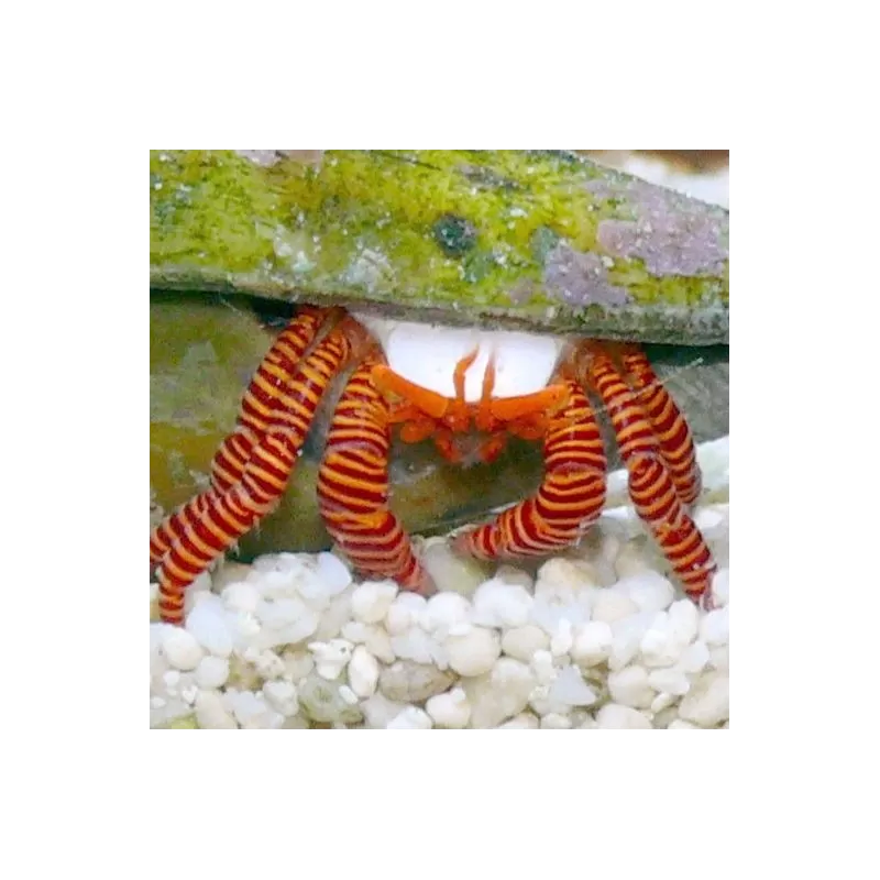 Ciliopagurus Strigatus Ciliopagurus Strigatus