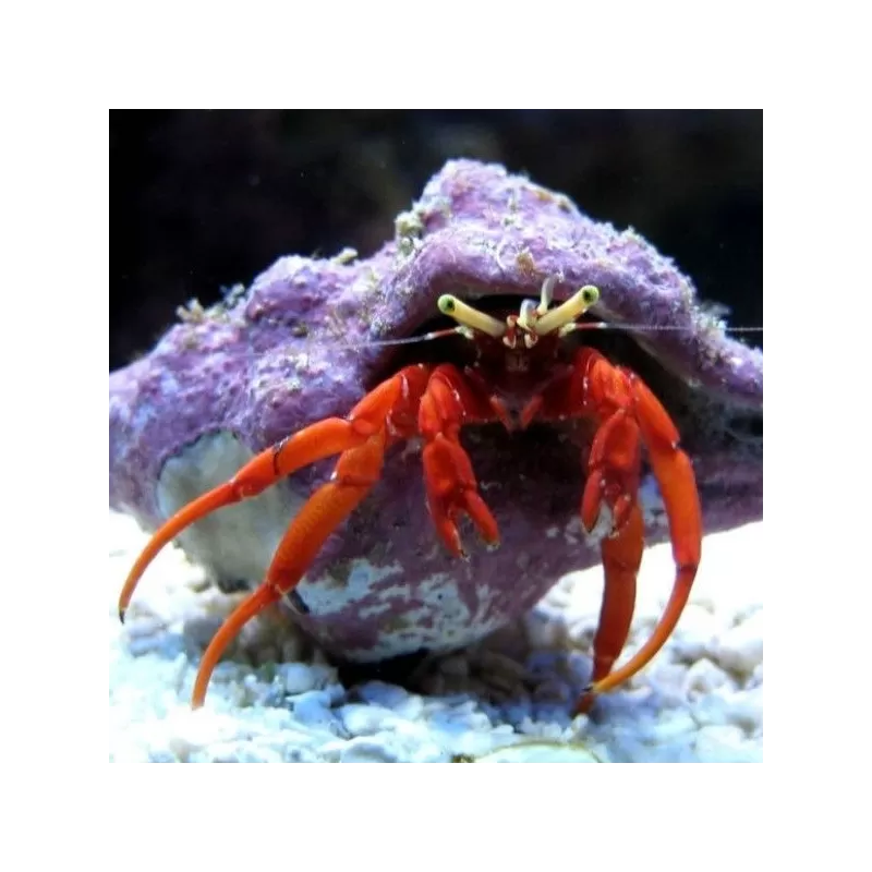 Paguristes sp. ROUGE