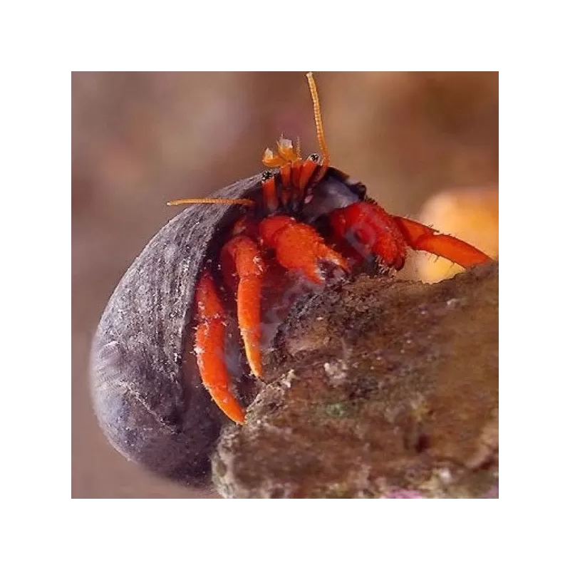 Paguristes sp. RED Paguristes sp. RED