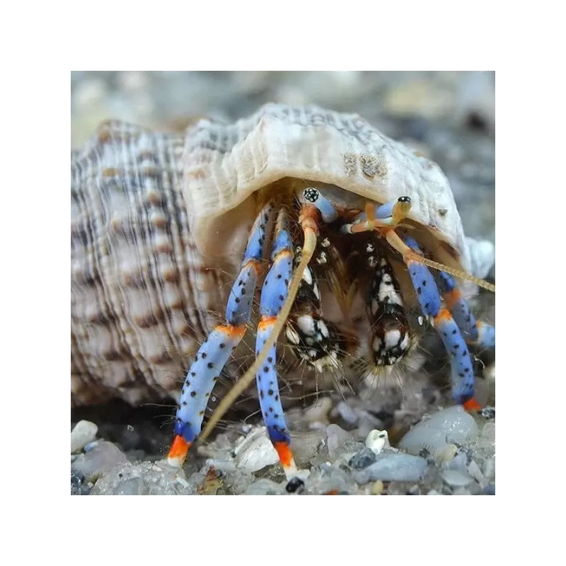 clibanarius sp. clibanarius sp.