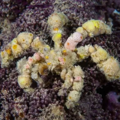 Camposcia Retusa