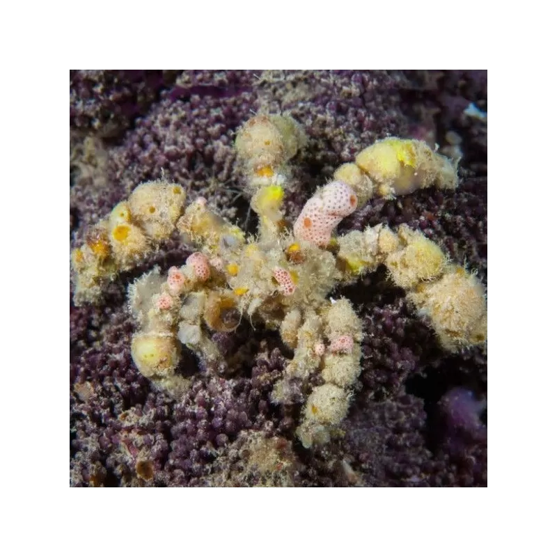 Camposcia Retusa