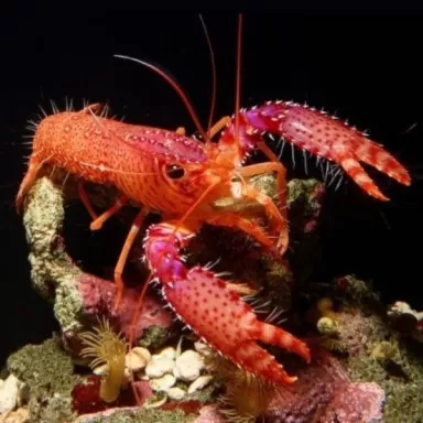 Enoplometopus Daumi