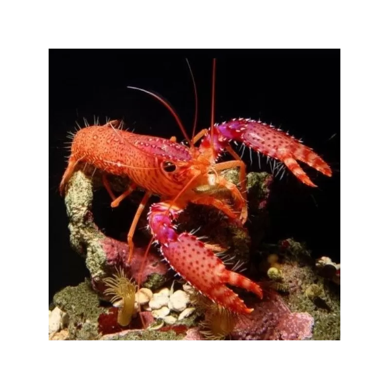 Enoplometopus Daumi Enoplometopus Daumi