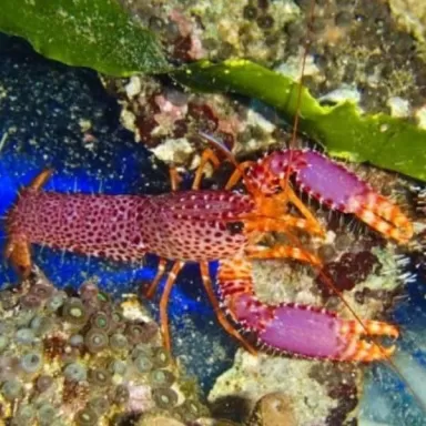Enoplometopus Debelius