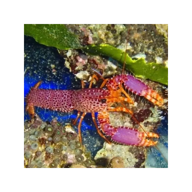 enoplometopus debelius enoplometopus debelius