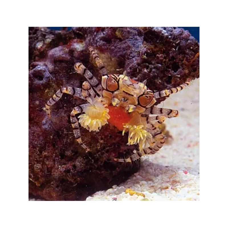 Lybia Tessellata Lybia Tessellata