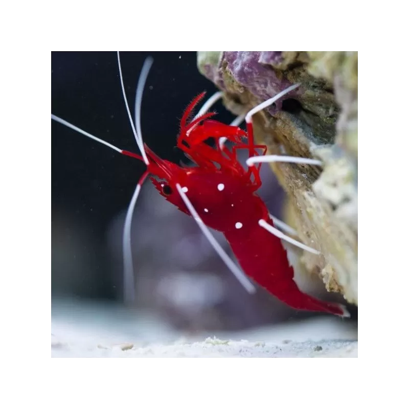 Lysmata Debelius Lysmata Debelius