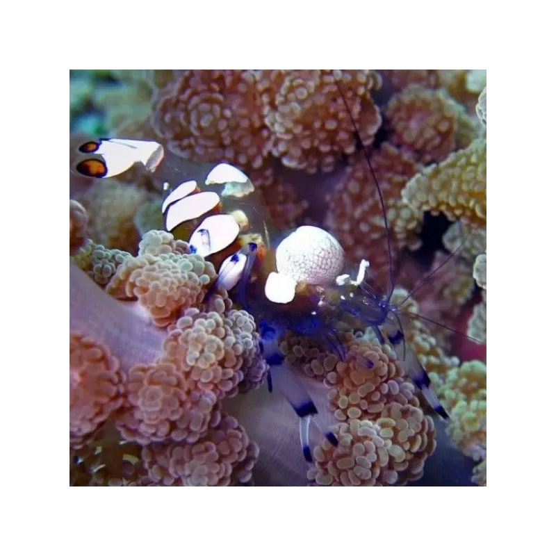 Periclimenes Brevicarpalis Periclimenes Brevicarpalis