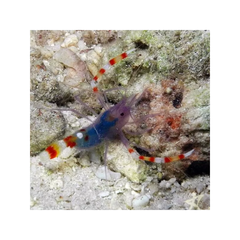 Stenopus Tenuirostris Stenopus Tenuirostris