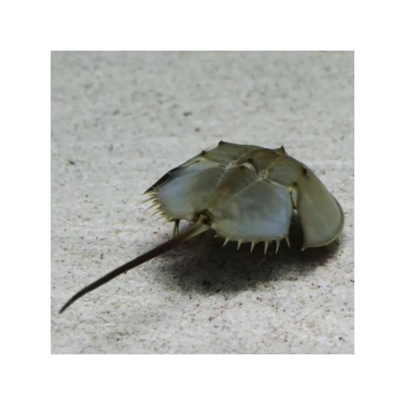 Tachypleus sp. Tachypleus sp.