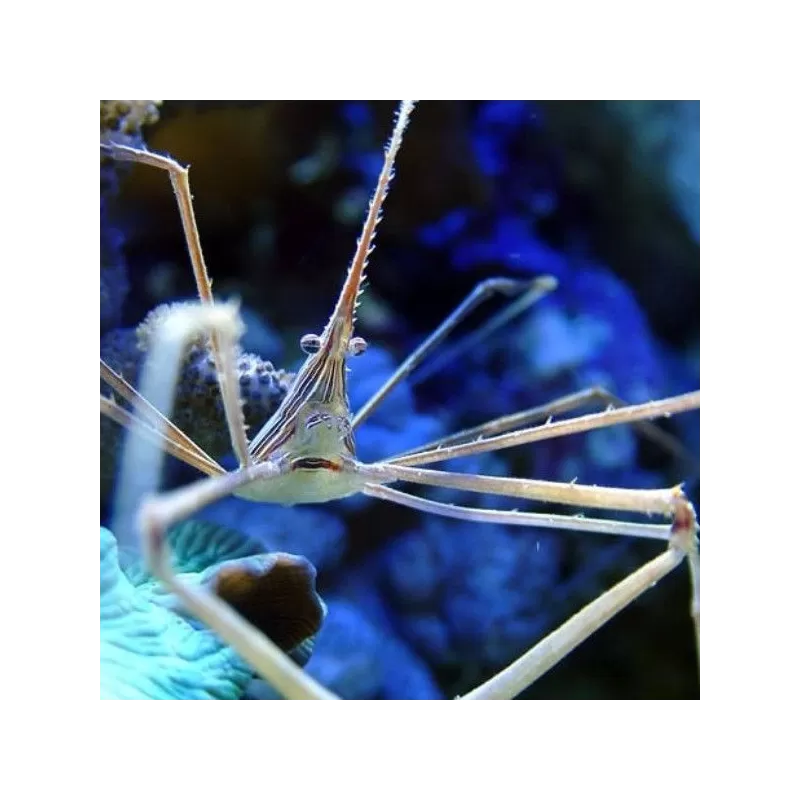 Stenorhynchus Seticornis Stenorhynchus Seticornis