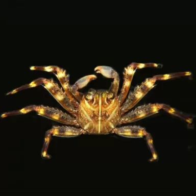 Percnon Gibbesi