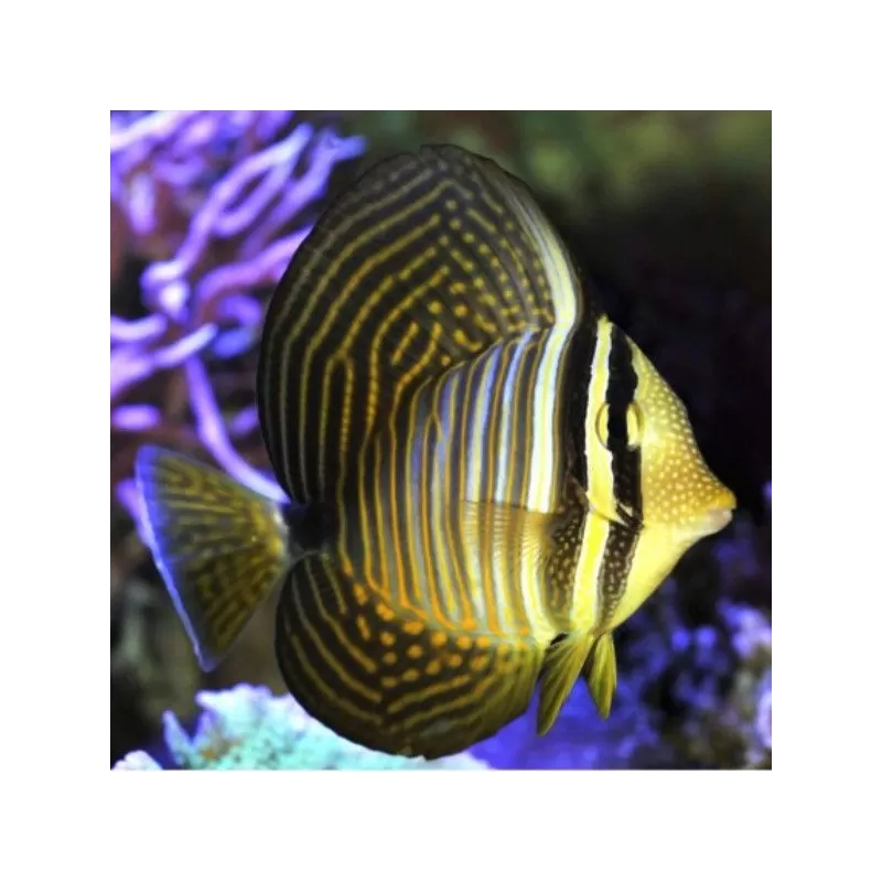 zebrasoma desjardini S
