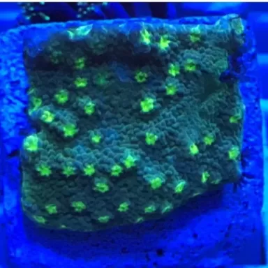 Echinopora Lamellosa frag