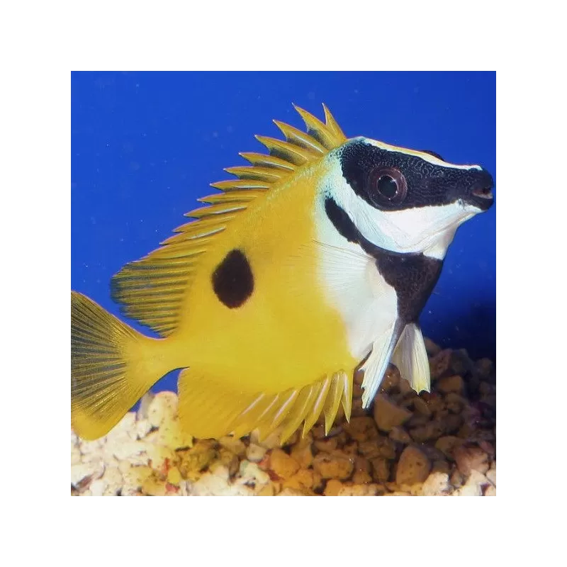 Siganus Unimaculatus (M) Siganus Unimaculatus (M)