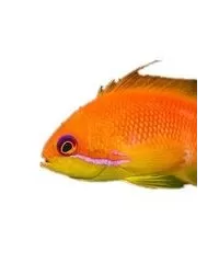 Anthiassen