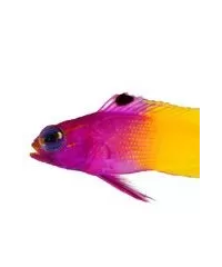 Bass