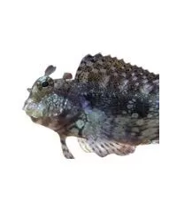 Blennies
