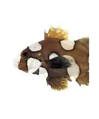 Dilipfisch