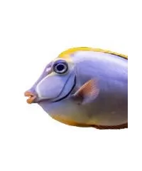 Doktorfisch