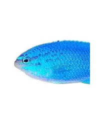 Jungfern