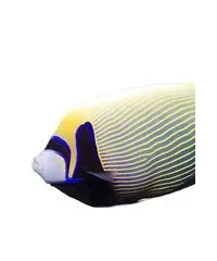 Kaiserfisch