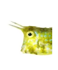 Kofferfisch