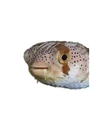 Kugelfisch